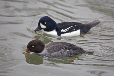 Bir çift, Barrow'ın Goldeneye, Bucephala islandica