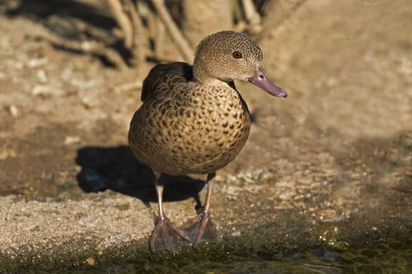 Weergave Van Bedreigde Bernier Teal Anas Bernieri — Stockfoto