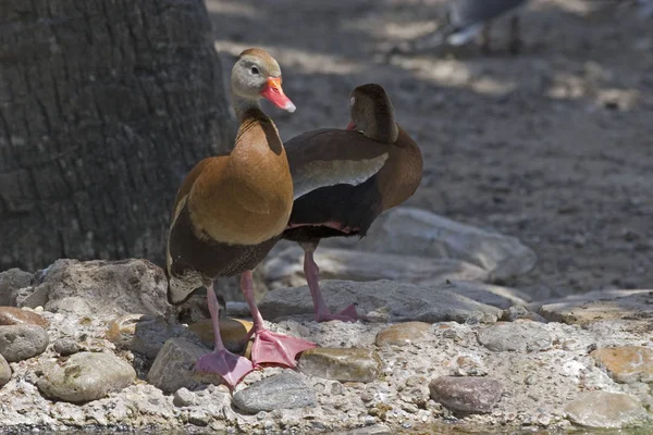 Černá Bellied Pískání Kachna Dendrocygna Podzimní — Stock fotografie