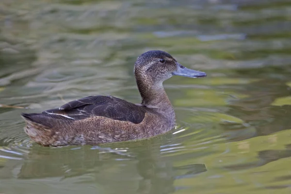 Eine Weibliche Schwarzkopf Ente Heteronetta Atricapilla Auf Dem Wasser — Stockfoto