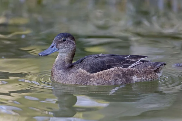 Eine Weibliche Schwarzkopf Ente Heteronetta Atricapilla — Stockfoto