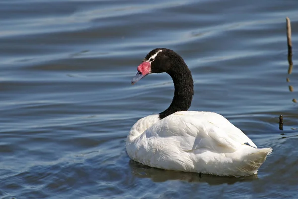 Cisne Cuello Negro Cygnus Melancoryphus —  Fotos de Stock