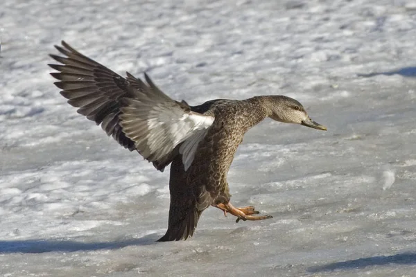 Female American Black Duck Anas Rubripes Landing — Stock Photo, Image