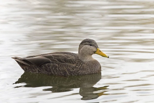 Close Male American Black Duck Anas Rubripes — Stock Photo, Image