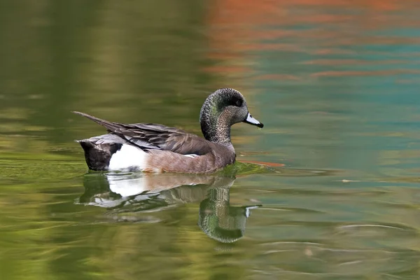 Male American Wigeon Anas Americana Colorful Reflections — Stock Photo, Image