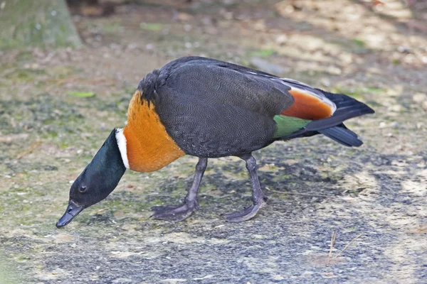 Muž Australského Shelduck Tadorna Tadornoides — Stock fotografie