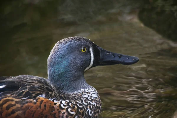 Australasian Shoveler Anas Rhynchotis Retrato — Fotografia de Stock