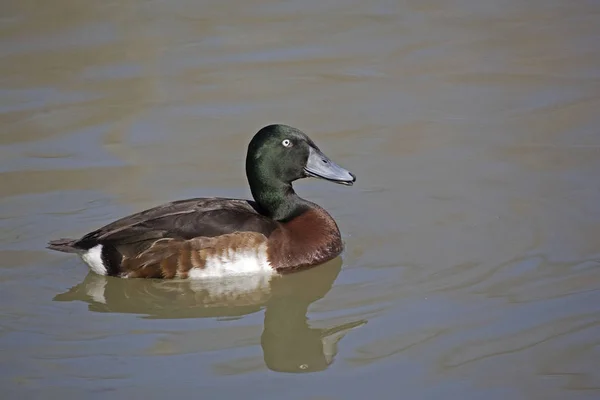 Male Baer Pochard Aythya Baeri Natation — Photo