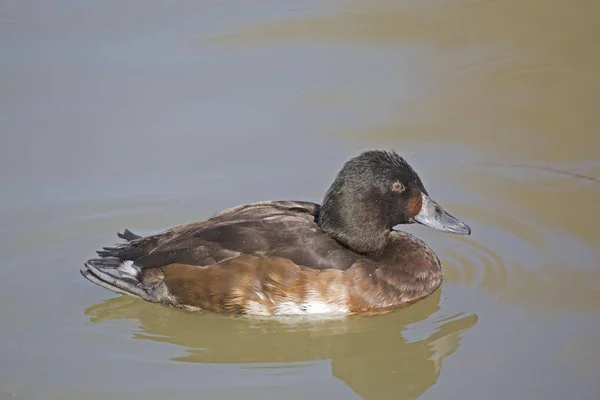 Une Femelle Baer Pochard Aythya Baeri Sur Eau — Photo