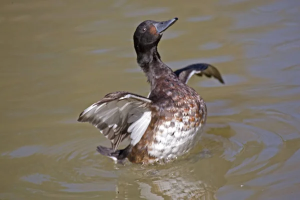 Eine Weibliche Baer Pochard Aythya Baeri Wingstand — Stockfoto