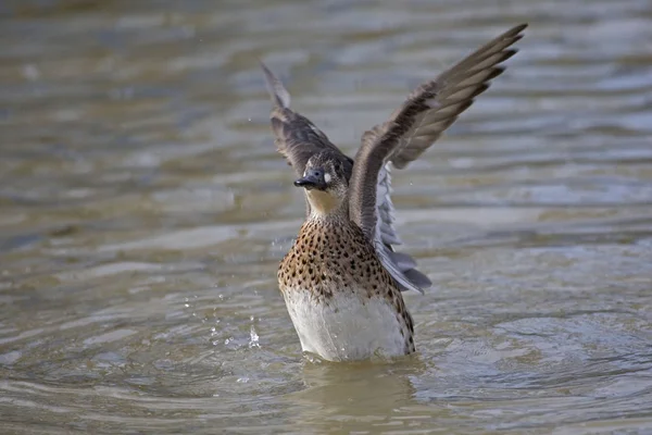 Female Baikal Teal Anas Formosa Outstretched Wings — Stock Photo, Image