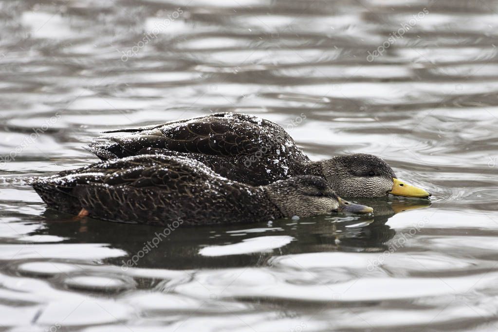 A Pair of American Black Duck, Anas rubripes with snow