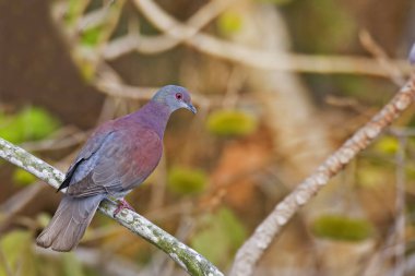 Patagioenas cayennensis, bir soluk Bacalı güvercin tünemiş