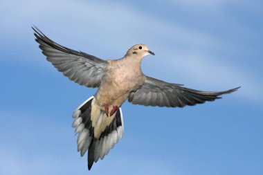A Mourning Dove, Zenaida macroura, flying wings spread clipart