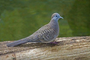 An alert Zebra Dove, Geopelia striata clipart