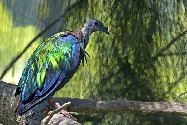 Nicobar Pigeon Caloenas Nicobarica Nicobar Island — Stock Photo, Image