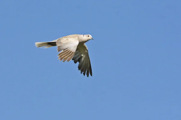Flying Eurasian Collared Dove Streptopelia Decaocto — Stock Photo, Image
