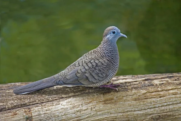 Alert Zebra Dove Geopelia Striata — Stock Photo, Image