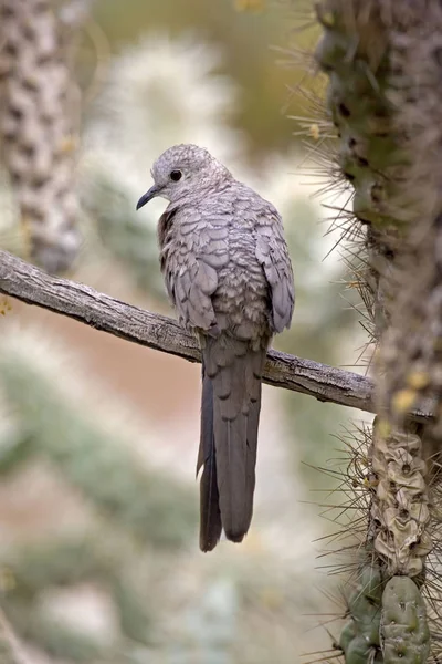 宙インカ鳩 Columbina インカの垂直 — ストック写真