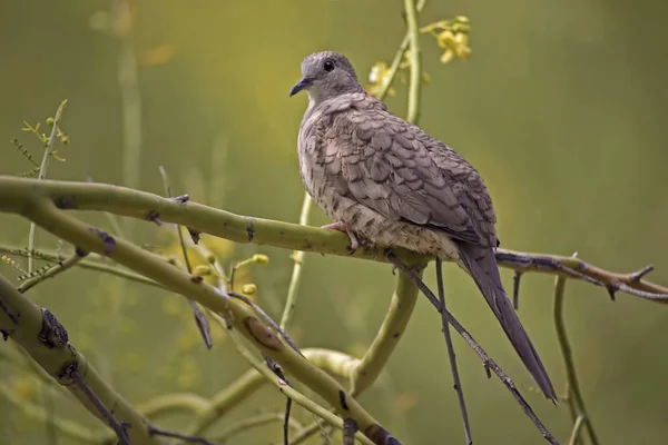 Beautiful Inca Dove Columbina Inca — Stock Photo, Image