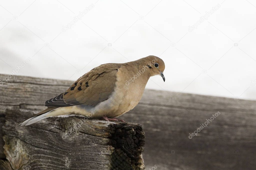 A Mourning Dove, Zenaida macroura, perched on beam