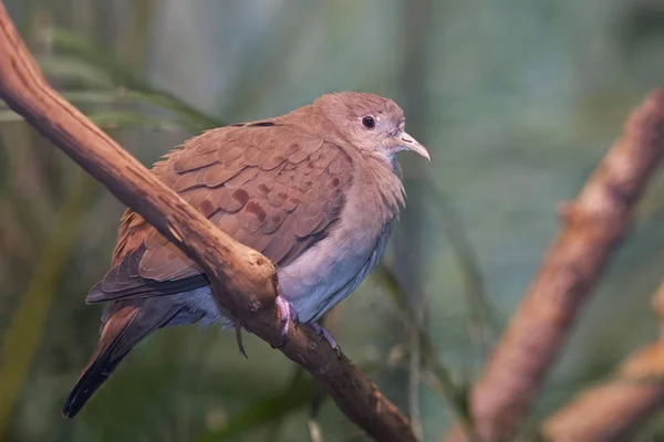 Perched Kvinnliga Blå Markduva Claravis Pretiosa — Stockfoto