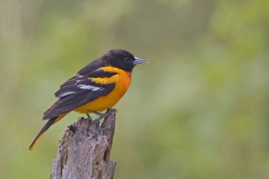 Bir erkek Baltimore sarıasma sarilik galbula, dala tünemiş
