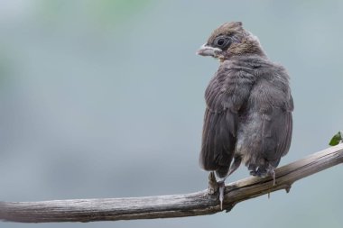 Siyah başlı bir Grosgaga, Heucticus melanocephalus, genç bir kuş