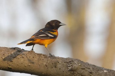 Bir erkek Baltimore sarıasma ağacında sarilik galbula