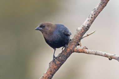 Erkek kahverengi başlı Cowbird, Molothrus bırakmayın