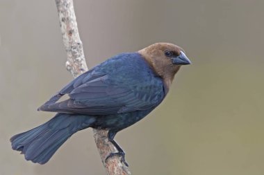 Molothrus bırakmayın, bir erkek kahverengi başlı Cowbird tünemiş