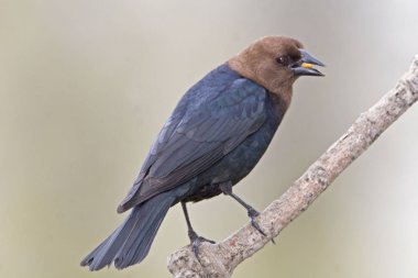 Erkek kahverengi başlı Cowbird, Molothrus bırakmayın, yemek