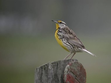 Bir Doğu Meadowlark, Sturnella magna, bir yazı üzerine