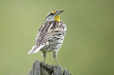 Bir Doğu geriye baktığımda Meadowlark, Sturnella magna,