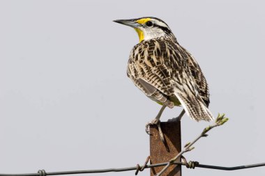 Bir Doğu Meadowlark, bir çit üzerinde Sturnella magna