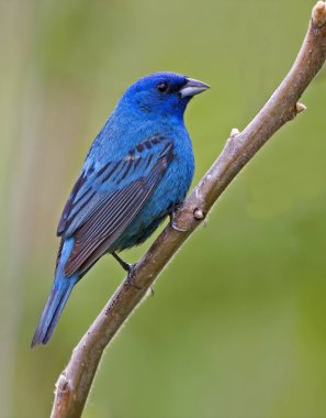 Bir dikey erkek Indigo Bunting, Yolcu siyanesi