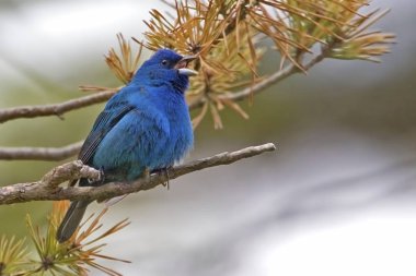 Bir erkek Indigo Bunting, Passerina siyanea, şarkıda