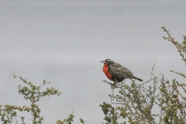 Uzun kuyruklu Meadowlark, Sturnella loyca, Patagonia, Arjantin