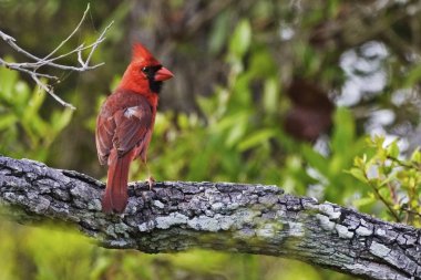 Kuzey Kardinali, Cardinalis Cardinalis, ağaca tünemiş.