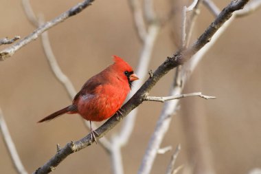 Kuzey Kardinal 'i Cardinalis Cardinalis, ağaçta tünemiş.