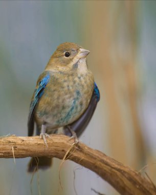 Tüy dökme olgunlaşmamış erkek Indigo Bunting, Passerina siyanea