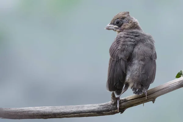 Een Zwarte Kop Grosbeak Heucticus Melanocephalus Jonge Vogel — Stockfoto