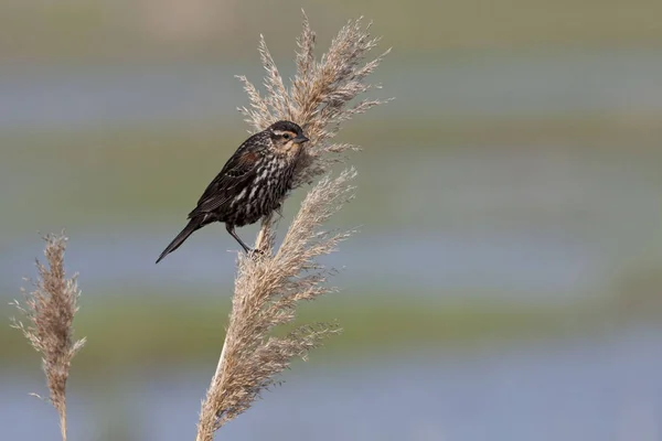 Eine Rote Geflügelte Amsel Agelaius Phoeniceus Weibchen Auf Schilf — Stockfoto