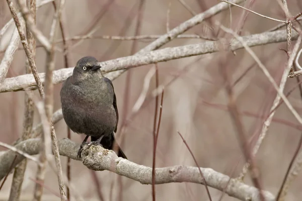 Eine Weibliche Rostige Amsel Euphagus Carolinus Gehockt — Stockfoto