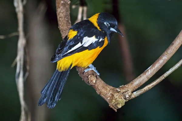 Eine Venezuelanische Truppe Icterus Icterus Hockt — Stockfoto