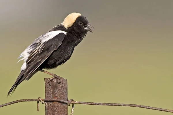 Bir erkek Bobolink, Dolichonyx oryzivorus, bir yazı üzerine