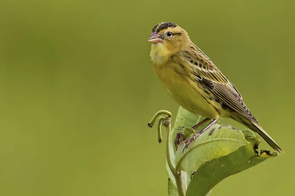 Bobolink Feminino Dolichonyx Oryzivorus Vista Perto — Fotografia de Stock