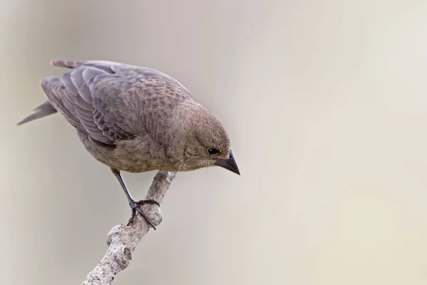 Female Brown Headed Cowbird Molothrus Ater Perch — Stock Photo, Image