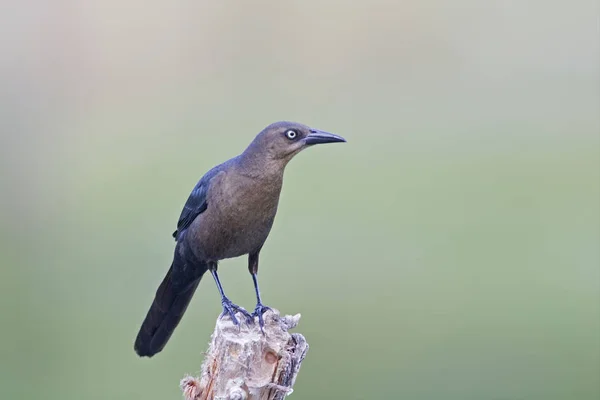 Ένα Θηλυκό Μεγάλη Tailed Grackle Quiscalus Mexicanus Την Πέρκα — Φωτογραφία Αρχείου