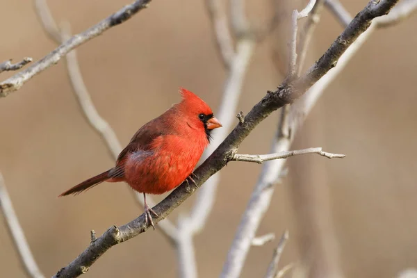 Een Mannelijke Noordelijke Kardinaal Cardinalis Cardinalis Neergestreken Een Boom — Stockfoto